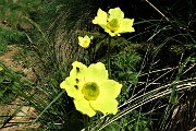 24 Pulsatilla alpina sulfurea  con ospiti